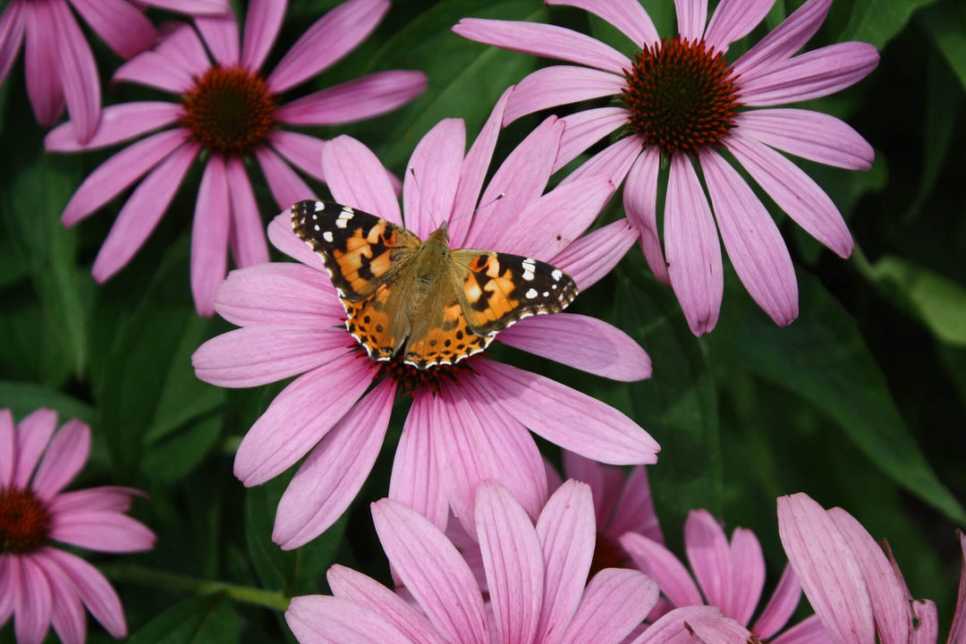Immunsystem stärken mit Echinacea: Alles, was du wissen musst